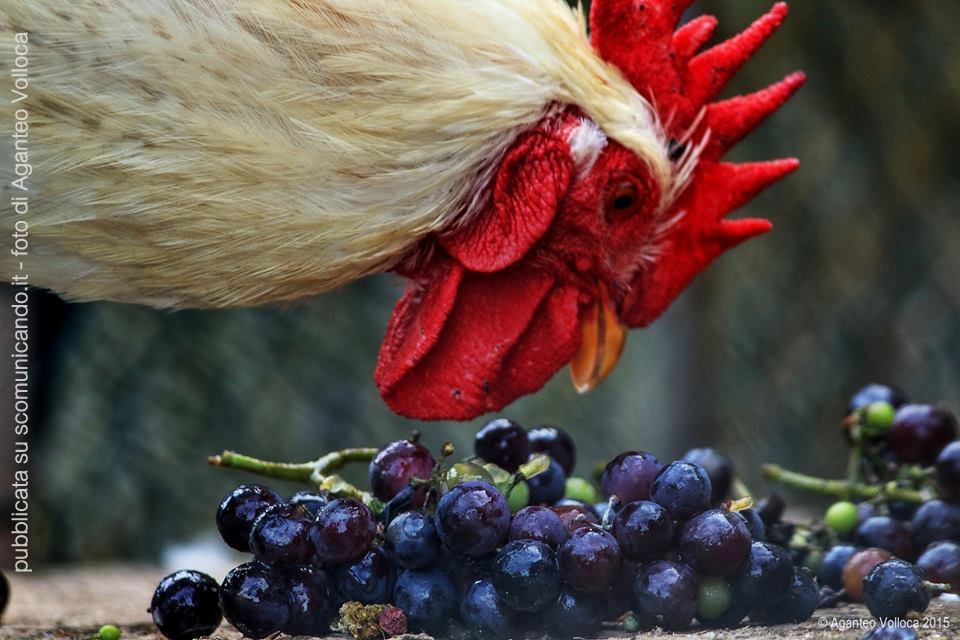 Onomatopèa – …la bella foto di Aganteo Volloca