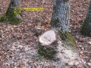 MANIACE – Una denuncia per taglio abusivo di alberi e furto di legna dai boschi del parco dei Nebrodi