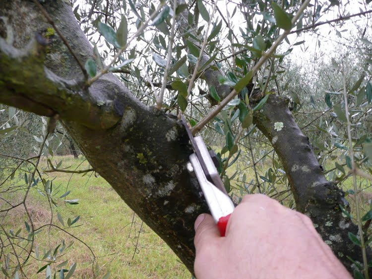 FICARRA – Corso di potatura dell’olivo