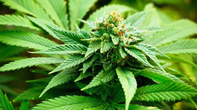 SICILIA – Cannabis terapeutica, Scilla: «Un avviso per realizzare la filiera anche in Sicilia»