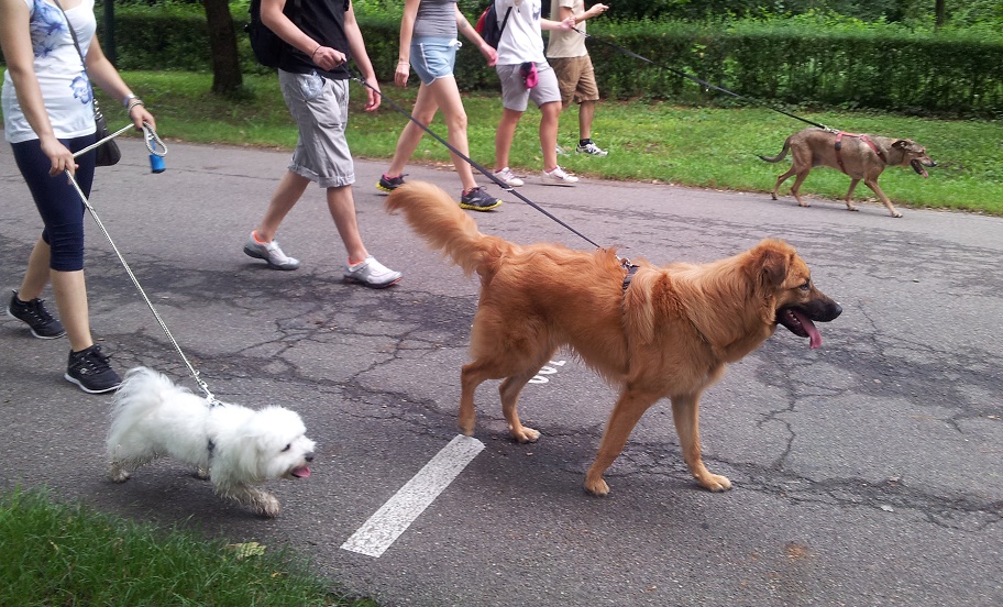 DOG IN CORSO – Presentazione della passeggiata con gli amici a quattro zampe