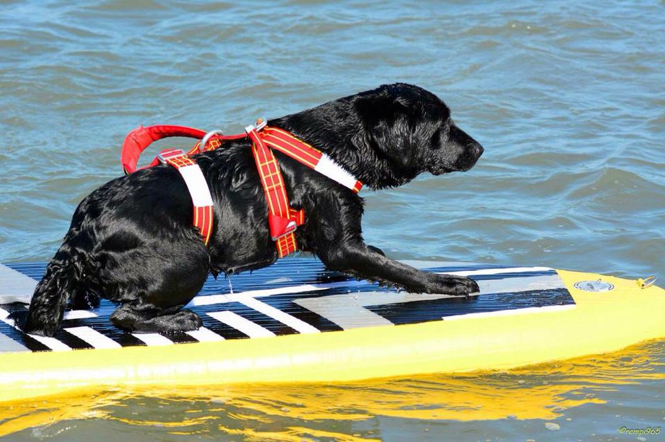 SICILIA – I cani bagnino protagonisti a Mondello