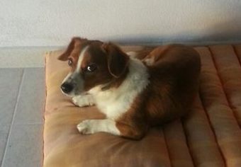 PERSO – Ritrovato un cane a Gliaca di Piraino