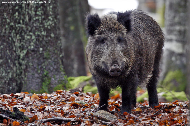 CEFALU’ – Ucciso da cinghiale, la Regione dovrà risarcire