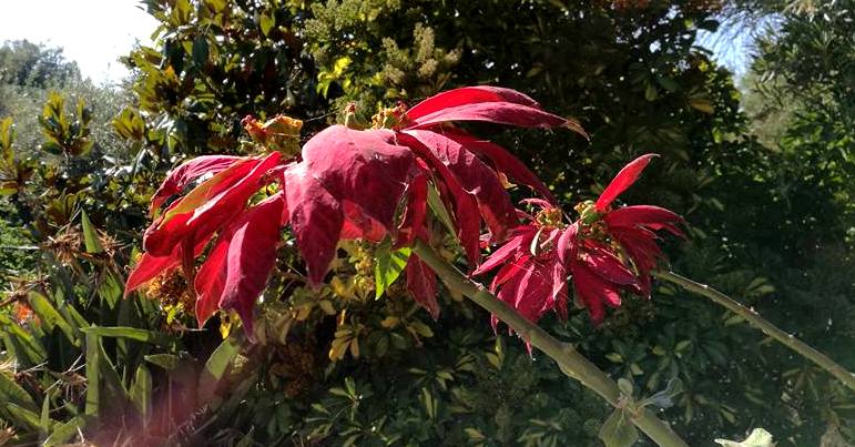 Stella Di Natale Destate.Insolite Fioriture La Stella Di Natale D Estate Anche Questa E Sicilia Scomunicando