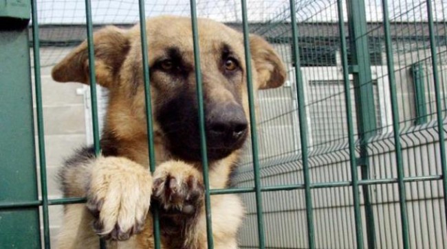 QUELLA NURSE NON VA BENE – Cani sfrattati a Piraino dall’Asp. Il comune lancia una campagna d’adozione