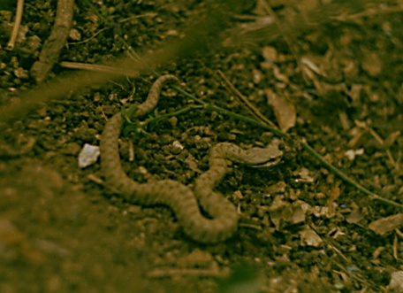 NON ERA UNA VIPERA – Il rettile ritrovato a Sant’Angelo di Brolo. La nota del sindaco