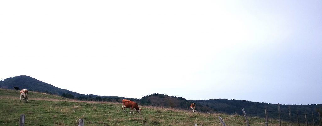 STALLE SOCIALI – A Floresta se ne reggimenta l’uso