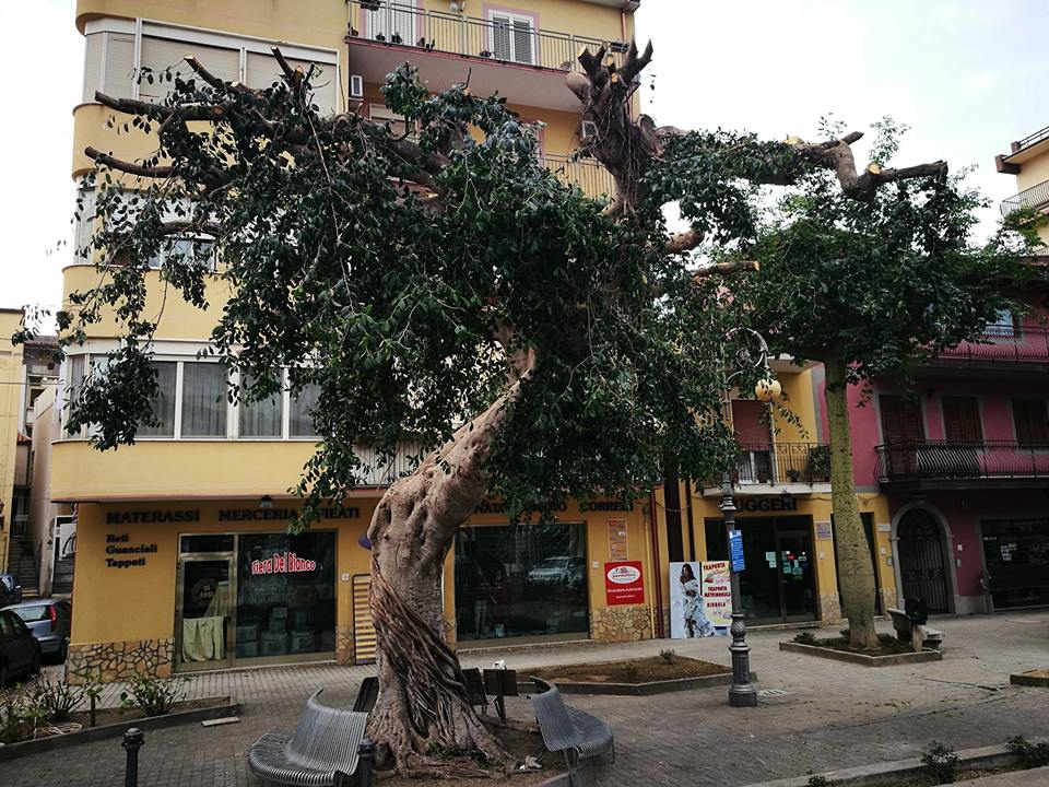 NUOVI LOOK URBANI – In piazza Mirenda a Brolo taglio di “chiome” e di alberi