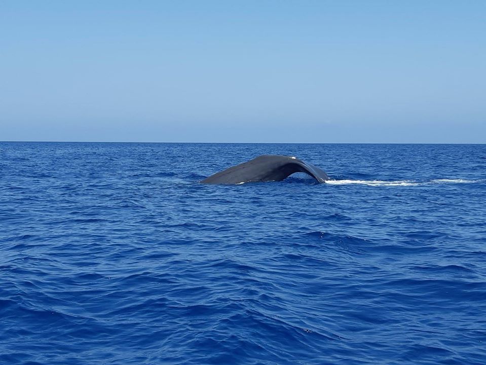 CETACEI – A largo di Piraino