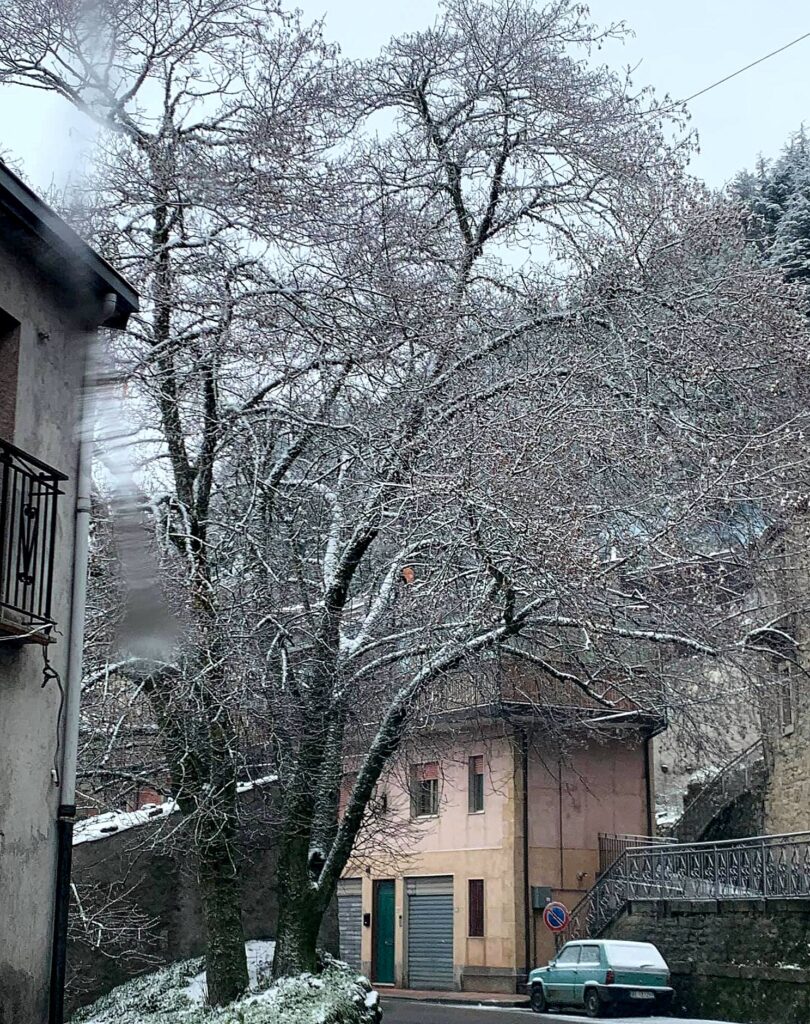 LA FOTO – L’albero ghiacciato