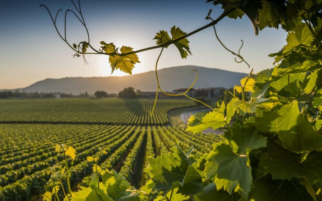 VINI DOC SICILIA – Regione e Irvo presentano i nuovi contrassegni per la tracciabilità