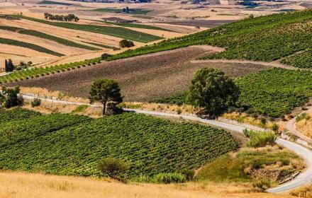 SICILIA – Covid, aiuti alle aziende agricole, Scilla: «Pubblicato elenco dei beneficiari»