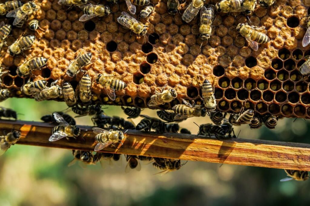 ECOSISTEMA APISTICO – A Galati Mamertino il convegno di UNIPA al fianco della ricerca per la difesa delle api