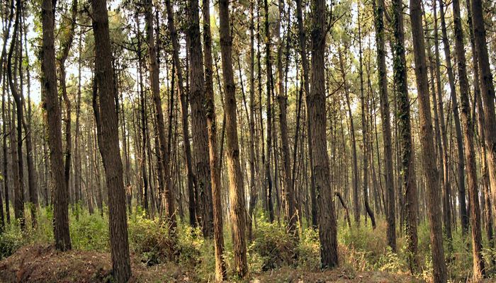 FORESTAZIONE URBANA – Approvato avviso rivolto ai Comuni per proposte di forestazione urbana, periurbana ed extraurbana