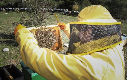 SICILIA – Agricoltura, contributi per 500 mila euro agli apicoltori siciliani