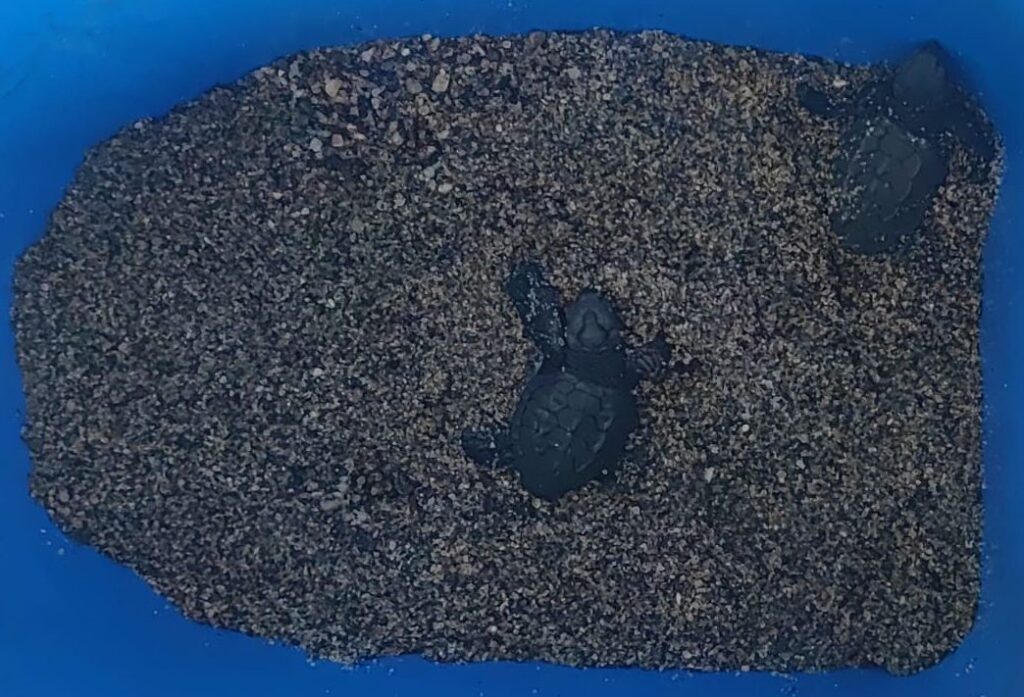 EMOZIONI DI SETTEMBRE – A Brolo, prima schiusa delle tartarughe marine in spiaggia