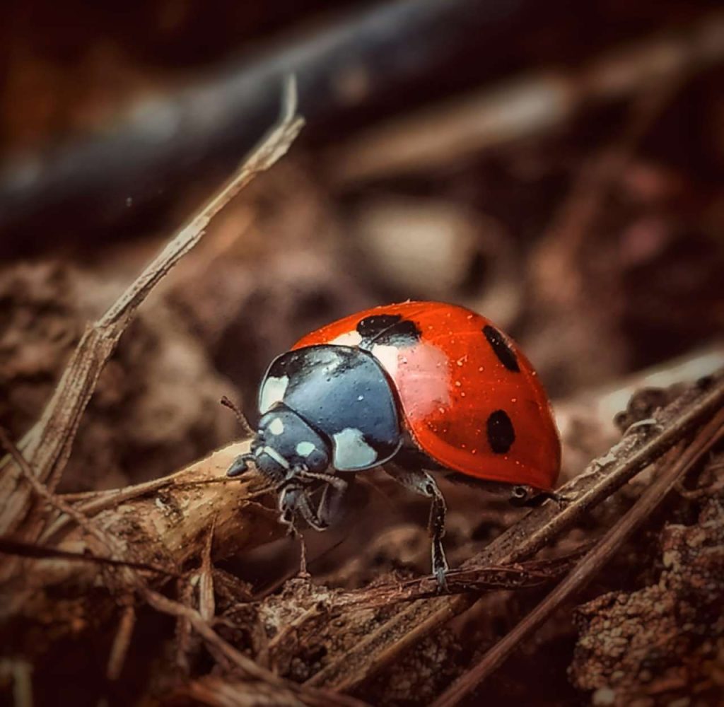 SCATTI – “Buona Fortuna” vince il concorso fotografico sulla biodiversità promosso da “Il Melograno”