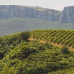 ASSOENOLOGI SICILIA – Al 29esimo Enosimposio sarà al proscenio il Consorzio di tutela vini DOC Sicilia